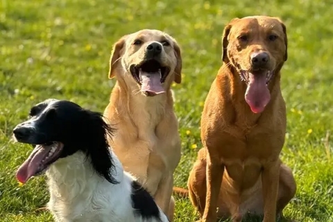 Controlling Your Dog Around Livestock During Springtime in Norfolk