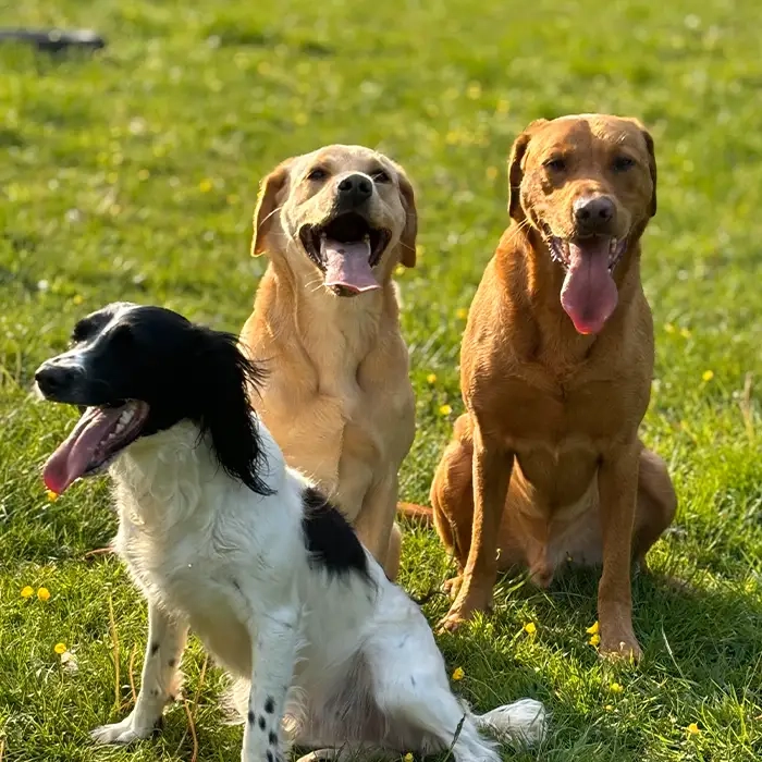 Group Dog Training Attleborough