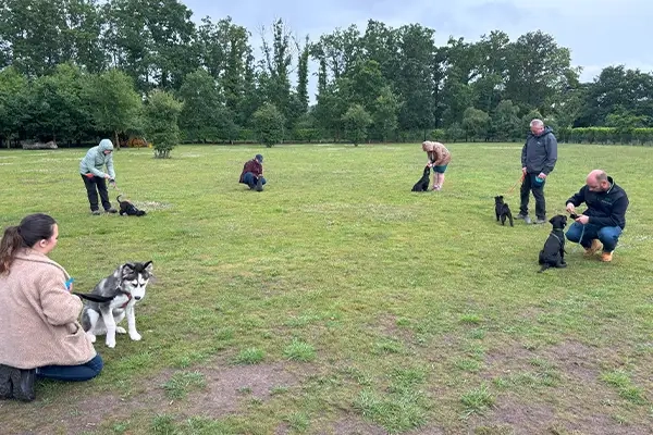 Puppy Training Norfolk