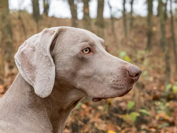 East Anglia Dog Trainers