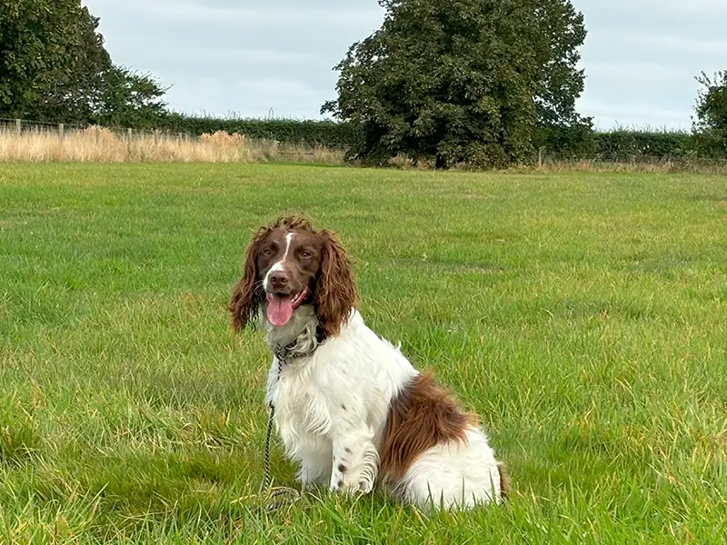 Group Dog Training Attleborough