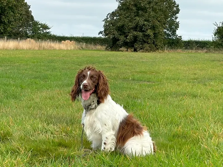 Gun Dog Training Specialists