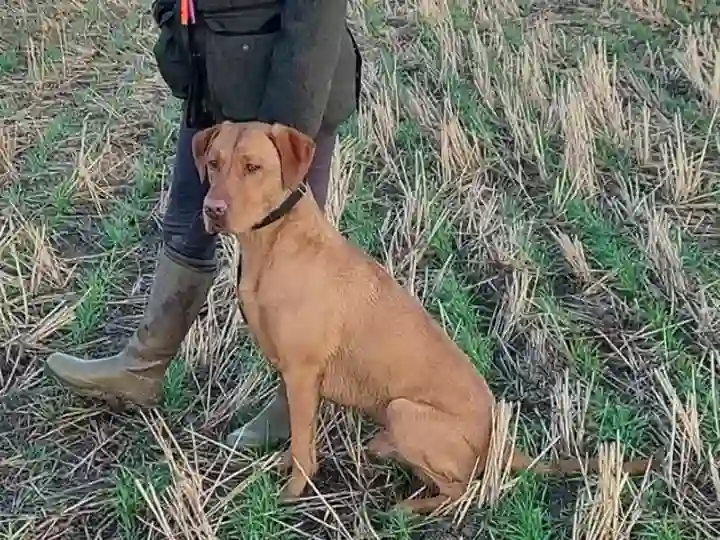 Gun Dog Training Wymondham