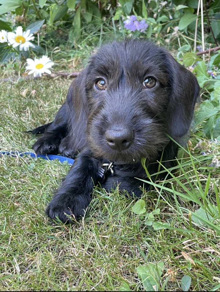 Image of black dachshund