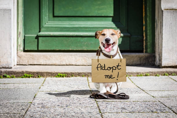 Home Puppy Training Norfolk