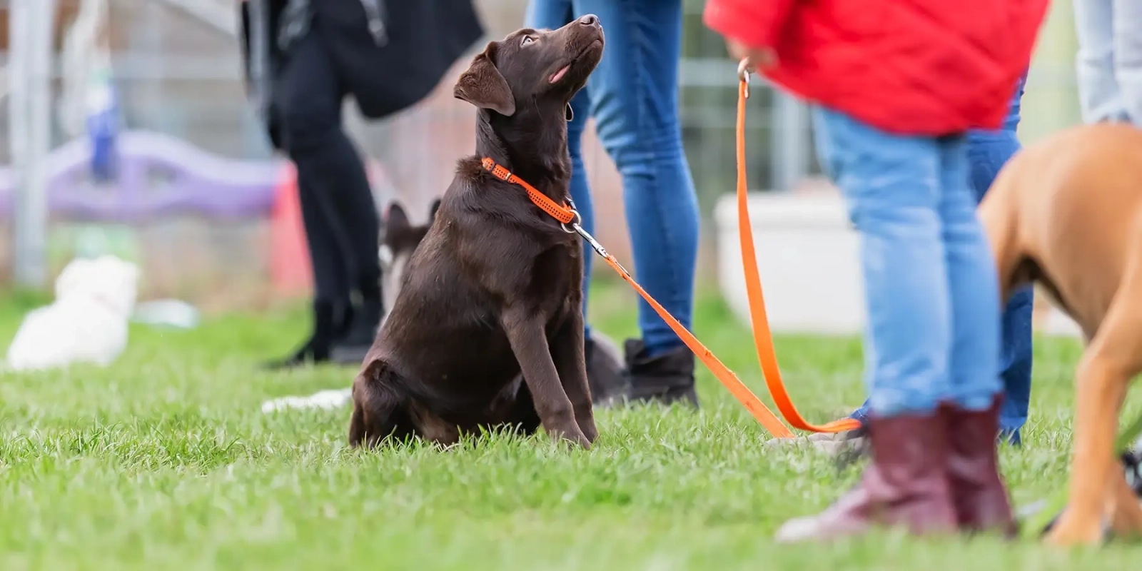 Home Puppy Training Norfolk