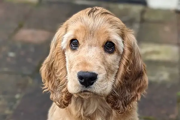 Puppy Trainer Norfolk