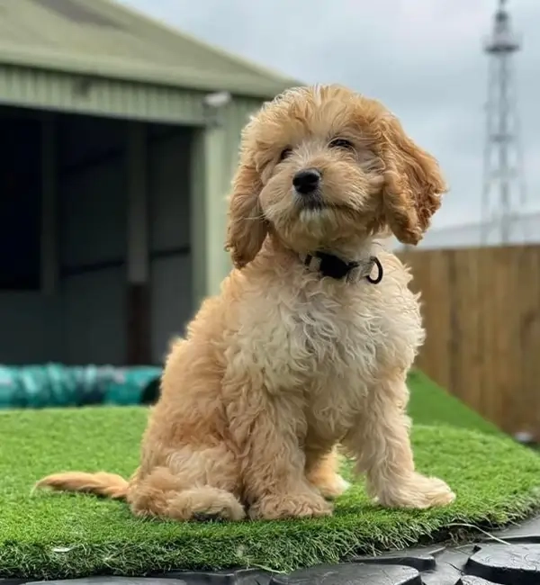 Puppy Dog Training Classes