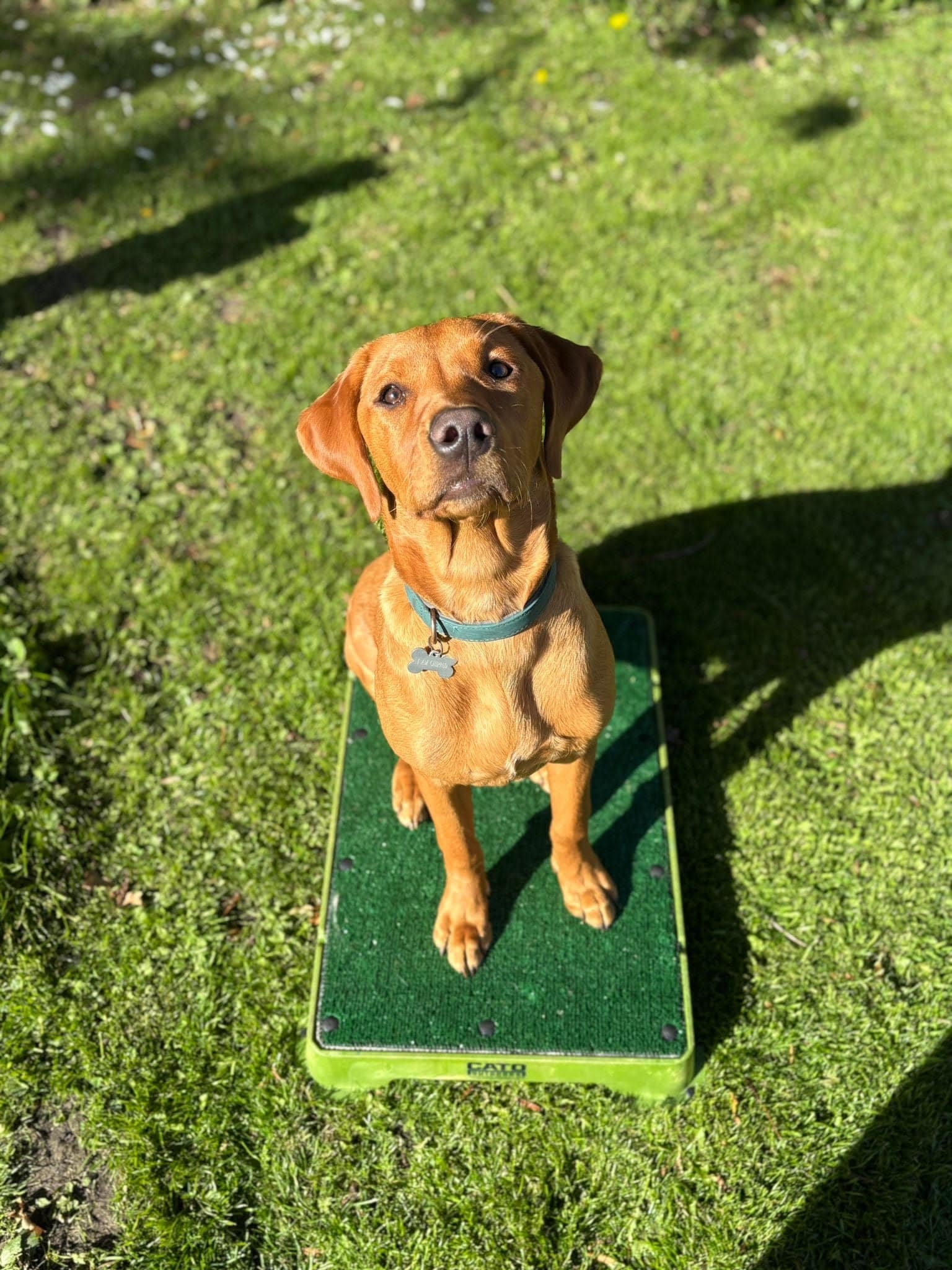 Home Puppy Training Norfolk