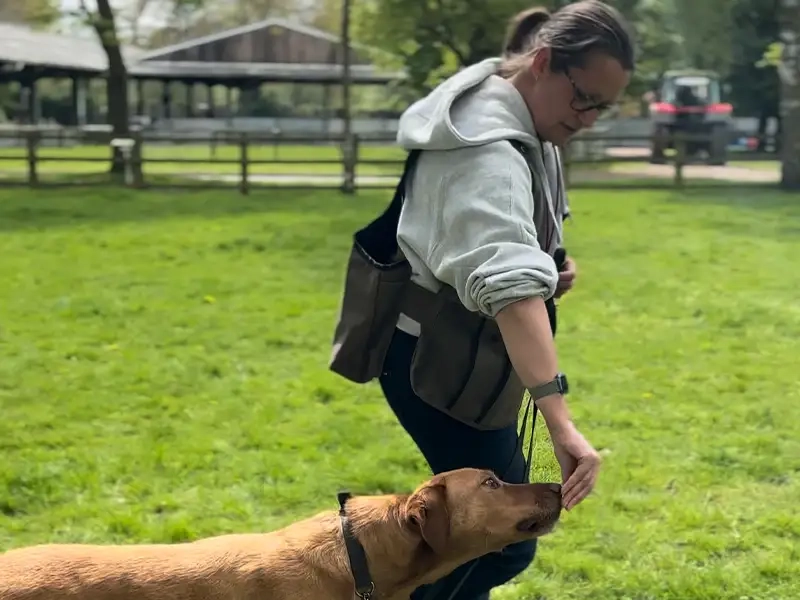 Dog Professional Norfolk